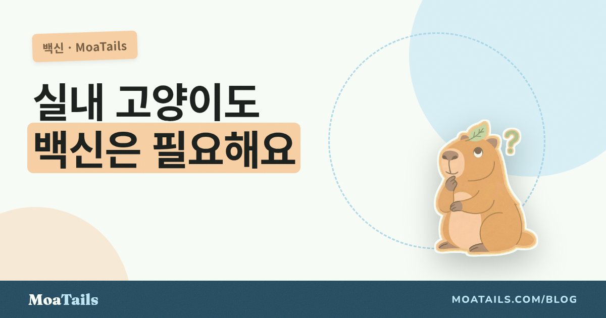 "우리 애는 실내 고양인데요": 실내 반려동물에게도 접종이 필요한 이유